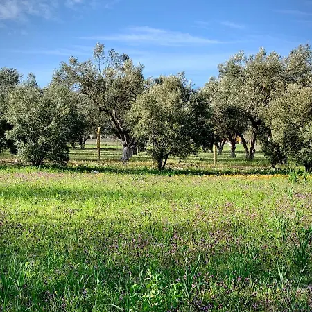 Szálloda Alacati Barbarossa 3*