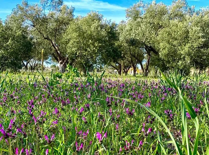 Alacati Barbarossa Çeşme