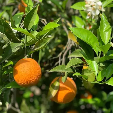 Alacati Barbarossa