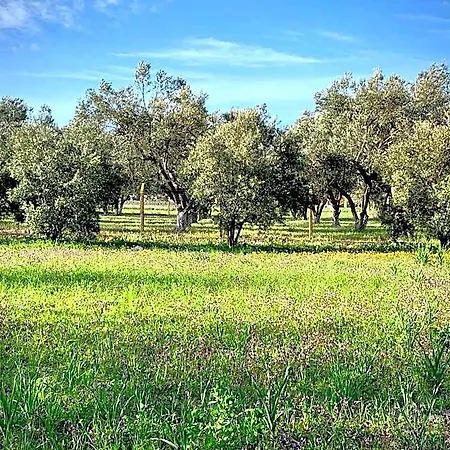Отель Alacati Barbarossa 3*