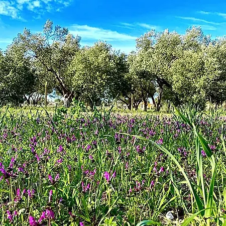 Alacati Barbarossa Кешме