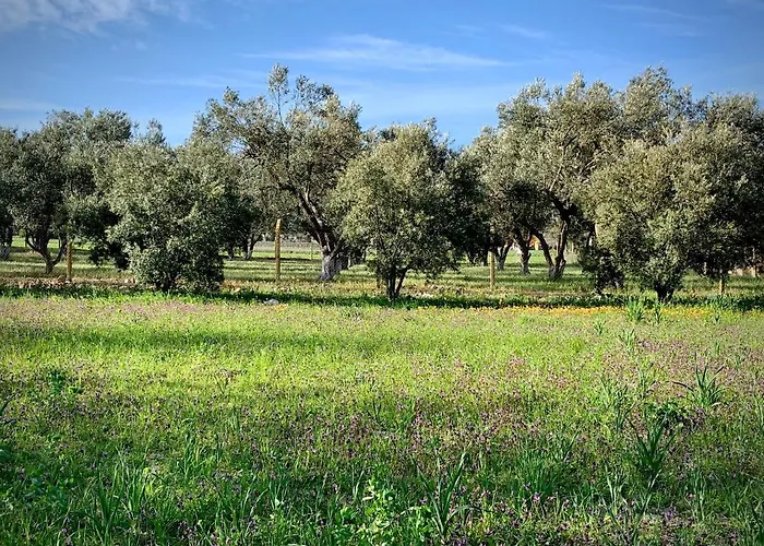 فندق Alacati Barbarossa 3*